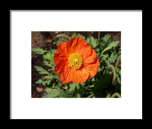 Flower Framed Print featuring the photograph Small Orange Poppy by Corinne Elizabeth Cowherd