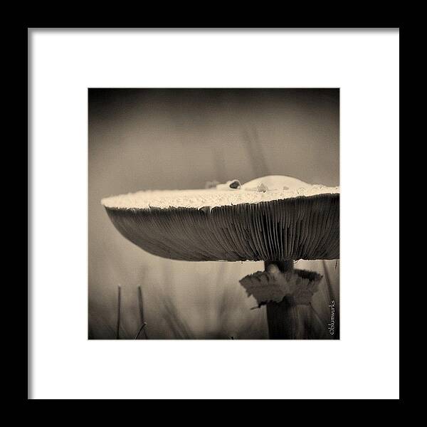 Blackandwhite Framed Print featuring the photograph ...small Visitors by Matthew Blum