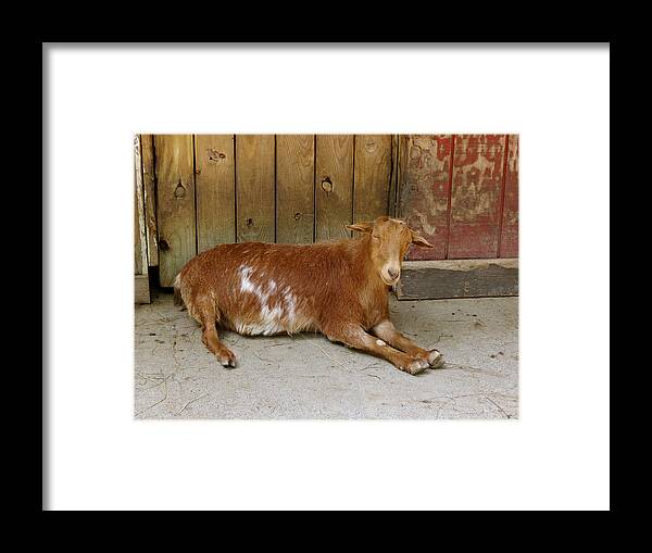 Goat Framed Print featuring the photograph Smiling Goat by Azthet Photography
