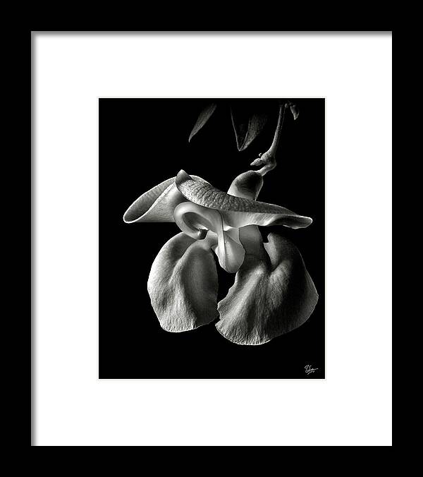 Flower Framed Print featuring the photograph Snail Flower in Black and White by Endre Balogh