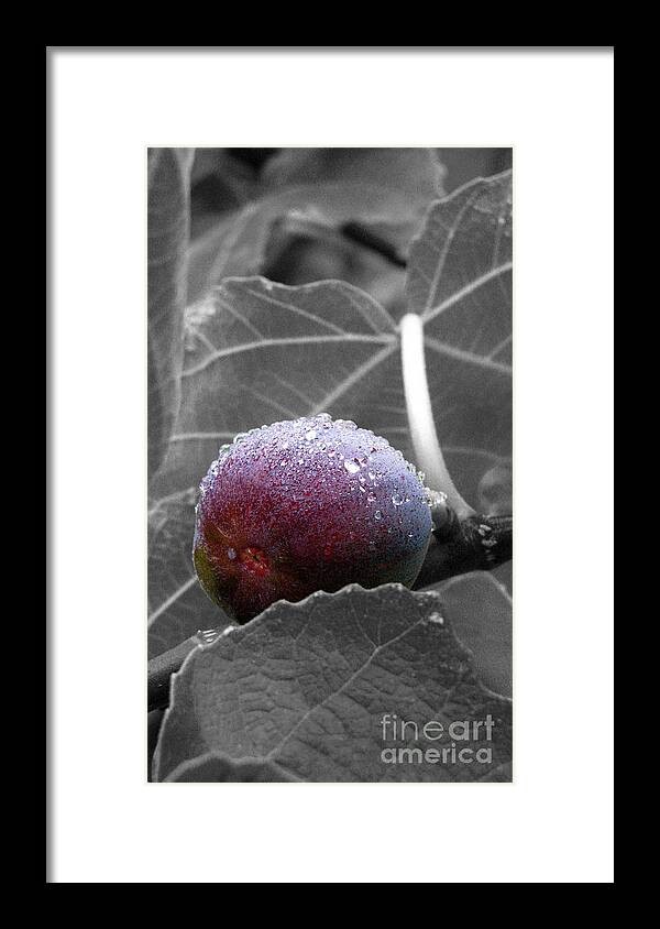 Fig Framed Print featuring the photograph Sneaky Fig black and white by Morgan Wright