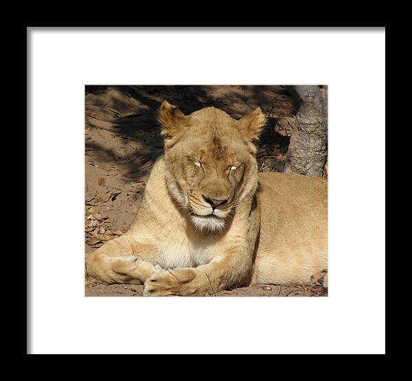 Lion Framed Print featuring the photograph Snoozing by Kim Galluzzo Wozniak