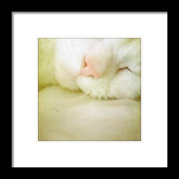 Hipstamatic Framed Print featuring the photograph Snoring. #hipstamatic by Lori Moon
