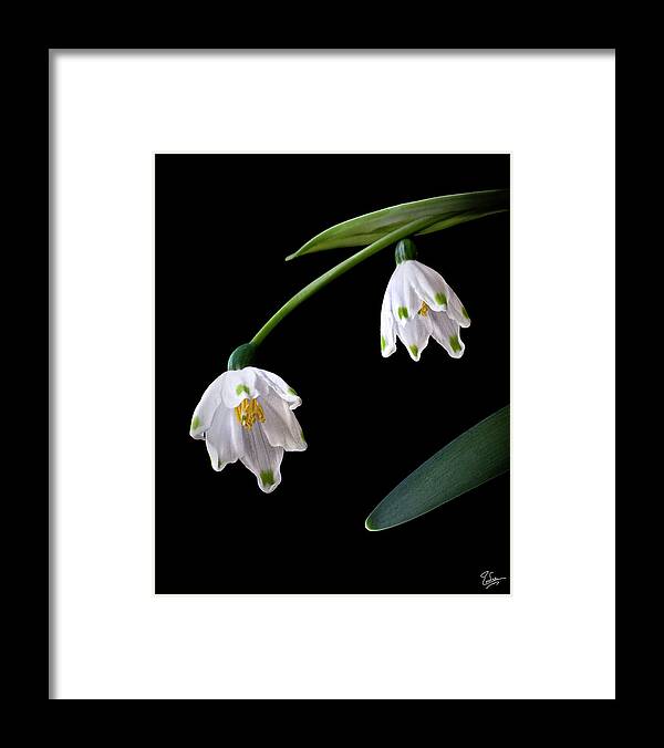 Flower Framed Print featuring the photograph Snow Drops by Endre Balogh