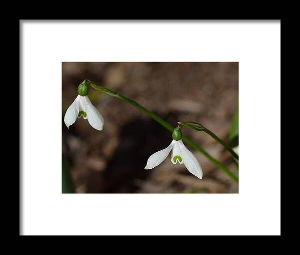 Flowers Framed Print featuring the photograph Snow Drops by Lisa Phillips