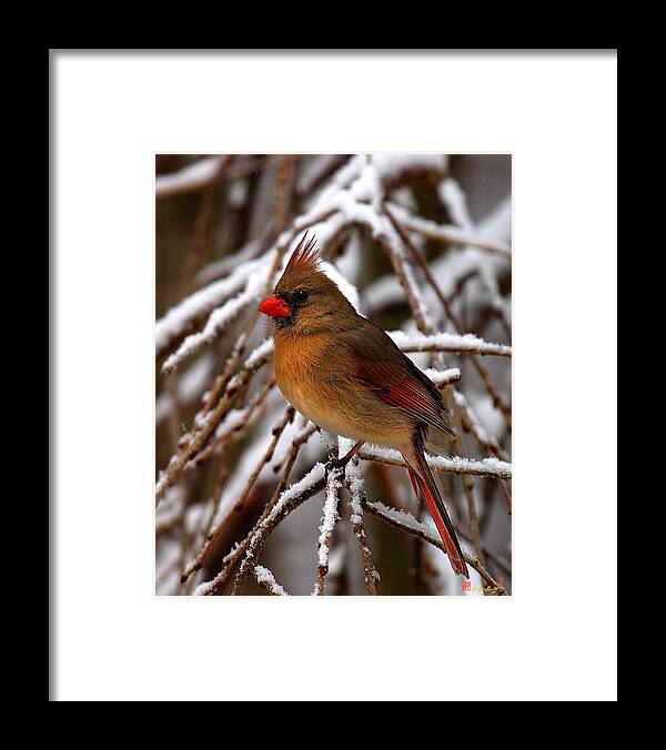 Nature Framed Print featuring the photograph Snowbirds--Cardinal DSB025 by Gerry Gantt