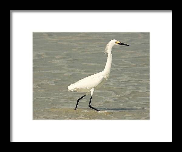 Snowy Egret Framed Print featuring the photograph Snowy Egret by Cindy Haggerty