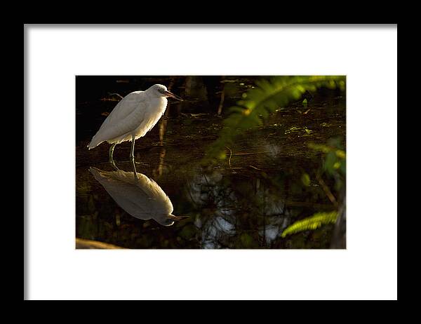 Light Framed Print featuring the photograph Snowy Egret, Florida by Robert Postma