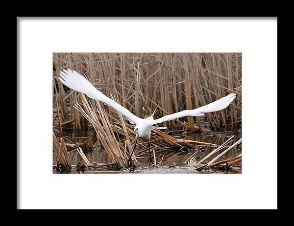 Snowy Egret Framed Print featuring the photograph Snowy Egret Liftoff by Mark J Seefeldt