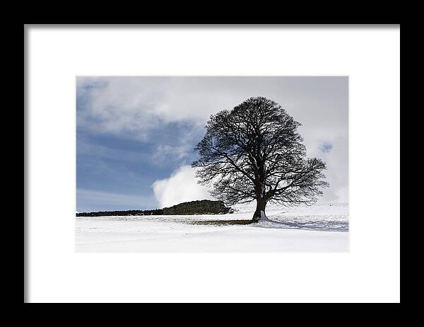 Day Framed Print featuring the photograph Snowy Field And Tree by John Short