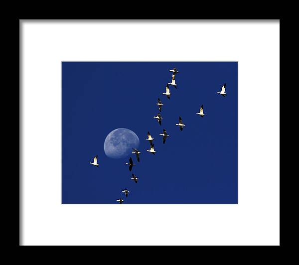 Dawn Framed Print featuring the photograph Snowy Moon by Tony Beck