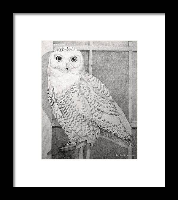 Snowy Owl Framed Print featuring the drawing Snowy Owl by Leslie M Browning