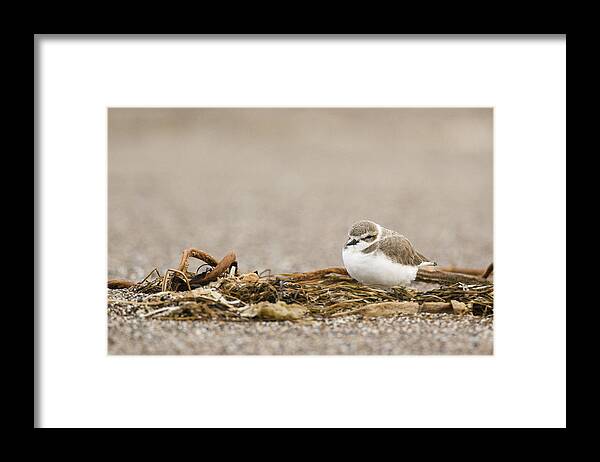 00429787 Framed Print featuring the photograph Snowy Plover In Winter Plumage Point by Sebastian Kennerknecht