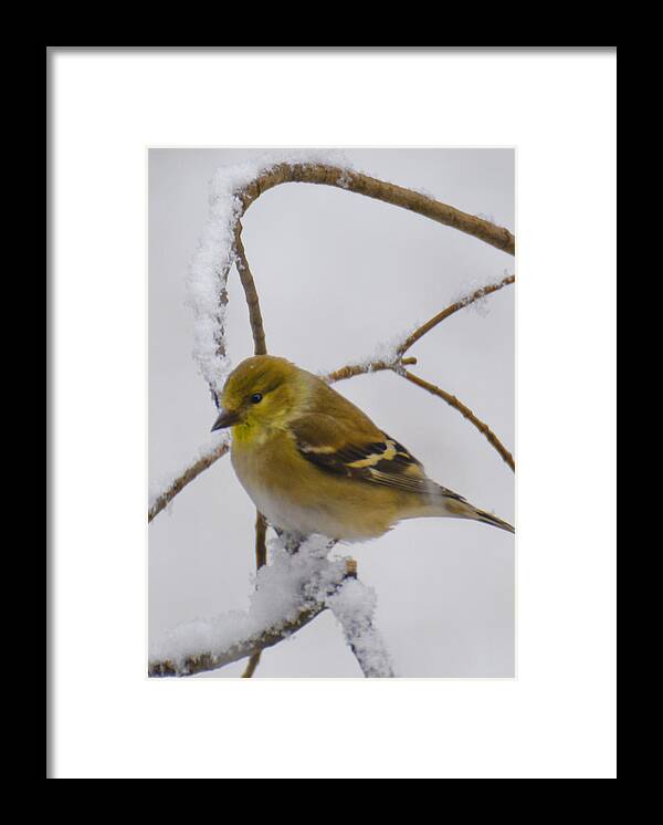 Usa Framed Print featuring the photograph Snowy Yellow Finch by LeeAnn McLaneGoetz McLaneGoetzStudioLLCcom