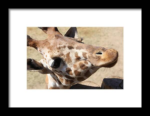 Giraffe Framed Print featuring the photograph So Cute by Kim Galluzzo