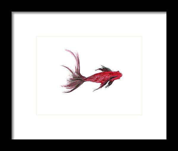 Fish Framed Print featuring the painting So Little by Alethea M