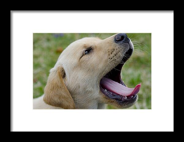 Loree Johnson Framed Print featuring the photograph So Tired by Loree Johnson
