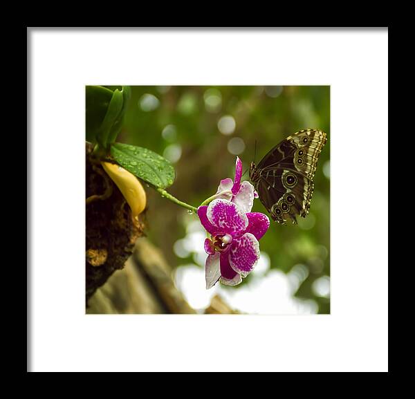 Nature Framed Print featuring the photograph Soaring Orchid by Linda Tiepelman