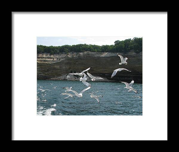 Herring Gulls Framed Print featuring the photograph Soaring Pictured Rocks 2 by Keith Stokes