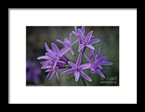 Outdoors Framed Print featuring the photograph Society Garlic by Susan Herber