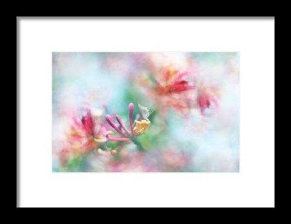 Honeysuckle Framed Print featuring the photograph Soft as Honey by Sharon Johnstone