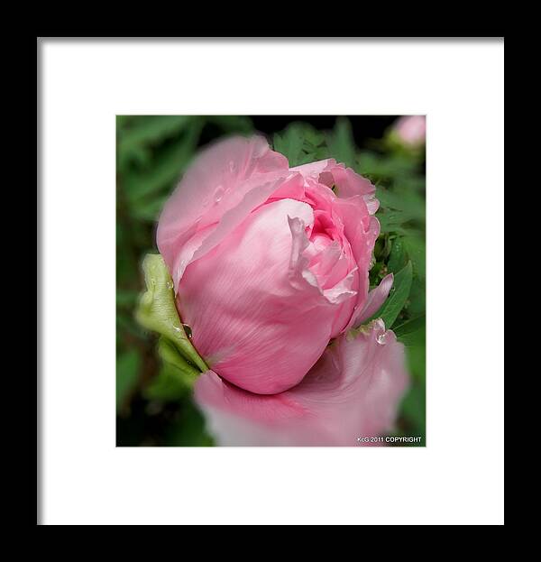 Pink Framed Print featuring the photograph Soft Beauty by Kim Galluzzo Wozniak