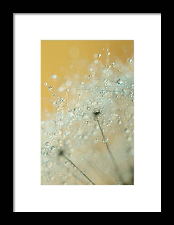 Dandelion Framed Print featuring the photograph Soft Blue Drops by Sharon Johnstone