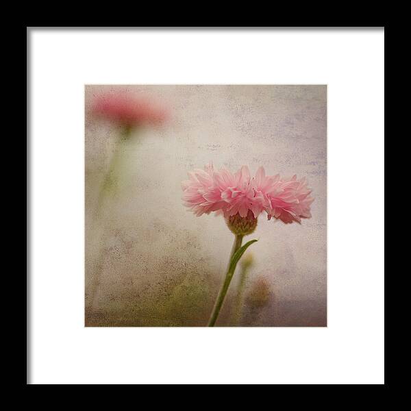 Wilderflower Framed Print featuring the photograph Soft Fragility by Joel Olives