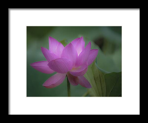 Lotus Framed Print featuring the photograph Soft Lotus by Rick Hartigan