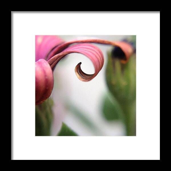 Petalcurl Framed Print featuring the photograph Soft #petalcurl For The by Rebekah Moody