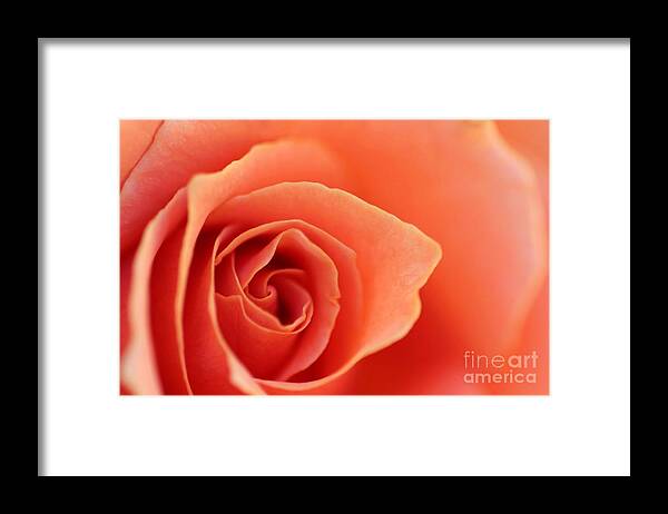 Rose Framed Print featuring the photograph Soft Rose Petals by Henrik Lehnerer