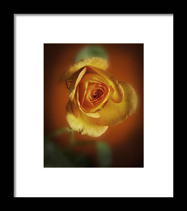 Rose Framed Print featuring the photograph Soft Yellow Rose Orange Background by M K Miller