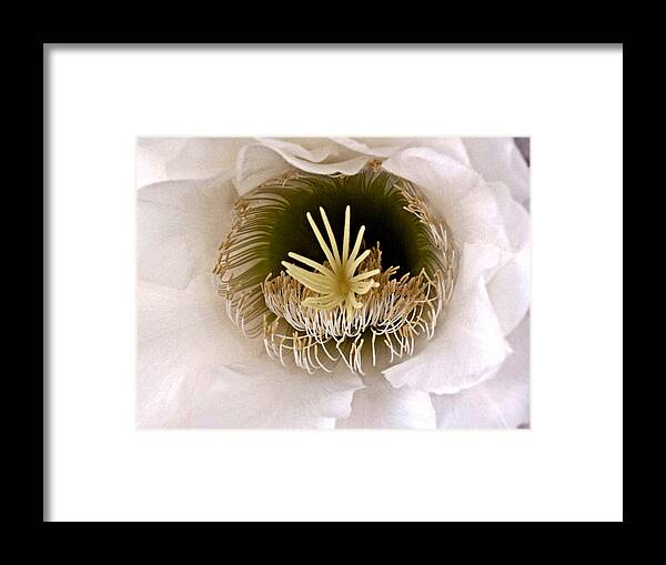 Cactus Bloom. White Flower. Flowers Framed Print featuring the photograph Softly Opening to Light by Patricia Haynes
