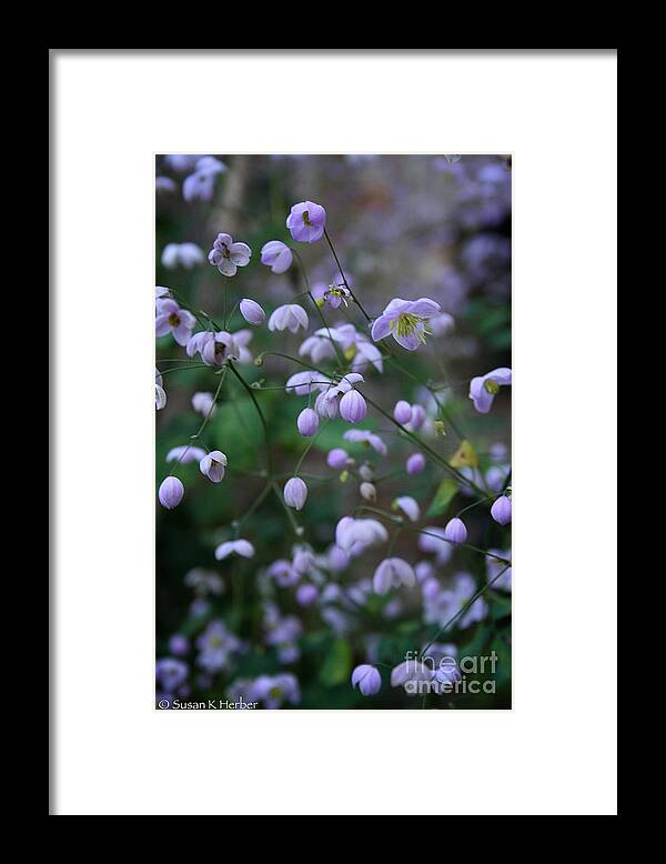 Outdoors Framed Print featuring the photograph Softly Spoken by Susan Herber