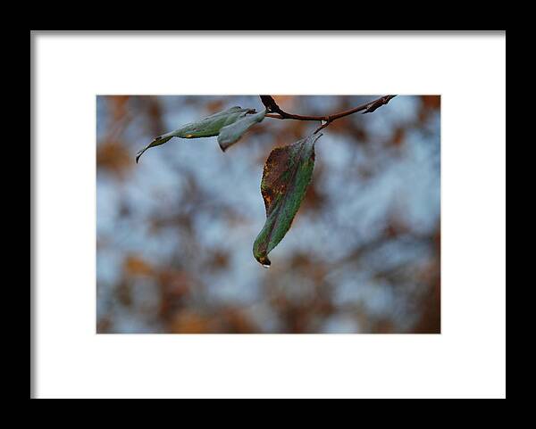 Leaf Framed Print featuring the photograph Solitary by Michael Merry