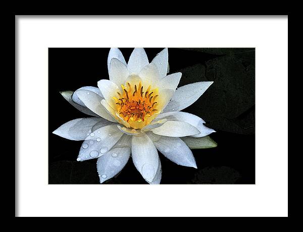 Follensby Clear Pond Framed Print featuring the photograph Solo Water Lily by Peter DeFina