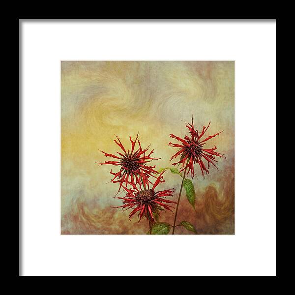 Floral Framed Print featuring the photograph Some Like it Hot by Robin-Lee Vieira