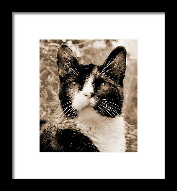 Cat Framed Print featuring the photograph Souls Great and Small 2 by Rory Siegel
