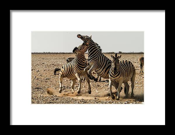 Action Framed Print featuring the photograph Sour stripes by Alistair Lyne