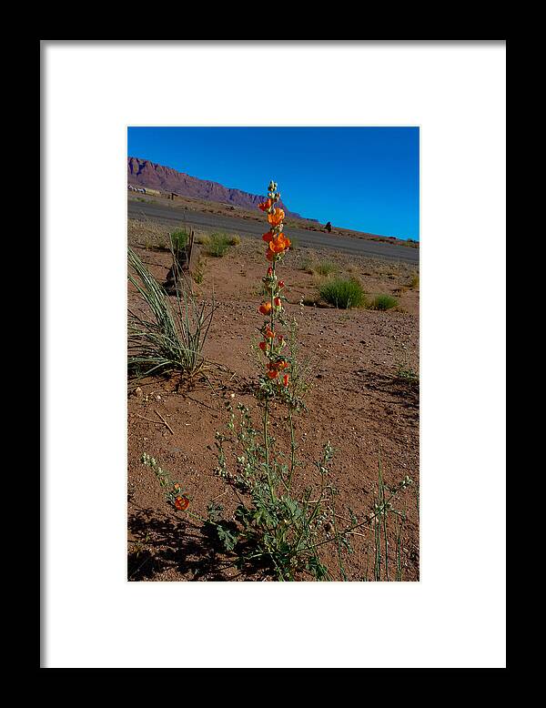 Flower Framed Print featuring the photograph Southwest Wildflower by Julie Niemela