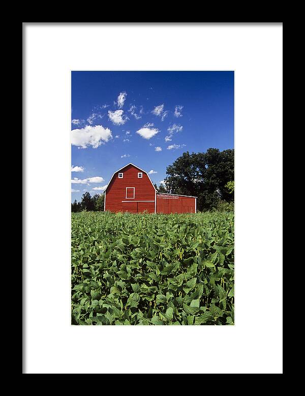 Anola Framed Print featuring the photograph Soybean Field And Red Barn Near Anola by Dave Reede