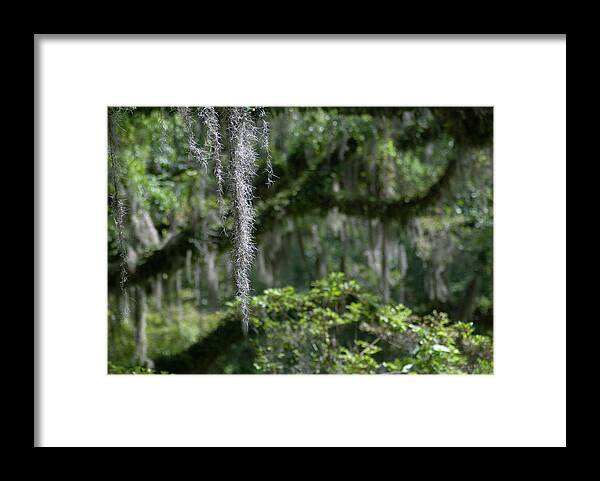 Louisiana Framed Print featuring the photograph Spanish Moss On Oaks by Ron Weathers