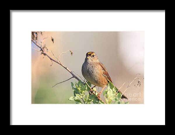 Animal Framed Print featuring the photograph Sparrow Bird Perched . 40D12304 by Wingsdomain Art and Photography