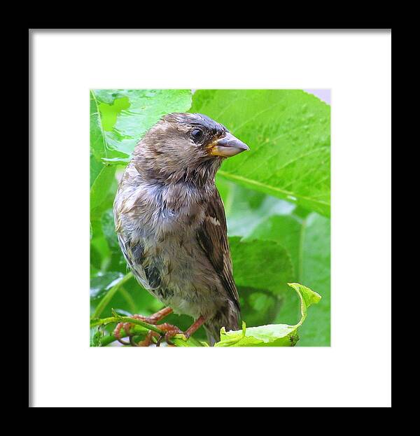 Bird Framed Print featuring the photograph I'm Not Singing in the Rain by Lori Lafargue