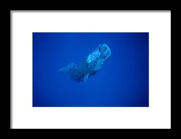 00113844 Framed Print featuring the photograph Sperm Whale Juvenile Dominica by Flip Nicklin