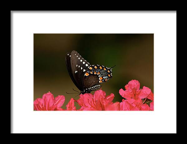 Butterfly Framed Print featuring the photograph Spice Bush Swallowtail and Azaleas by Lara Ellis