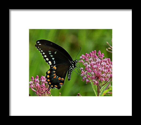 Nature Framed Print featuring the photograph Spicebush Swallowtail DIN039 by Gerry Gantt