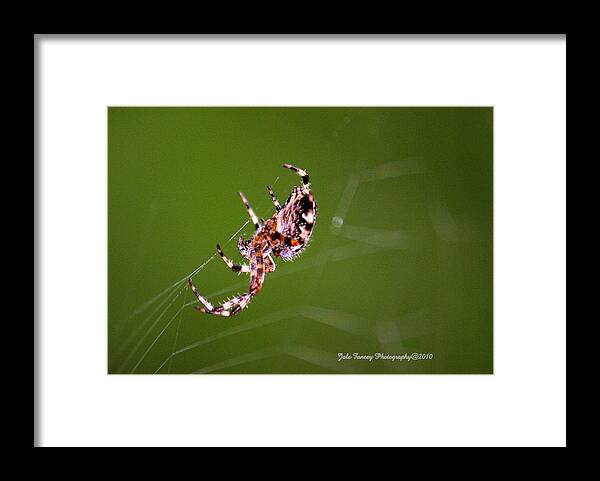 Photography Framed Print featuring the photograph Spider and Web by Jale Fancey