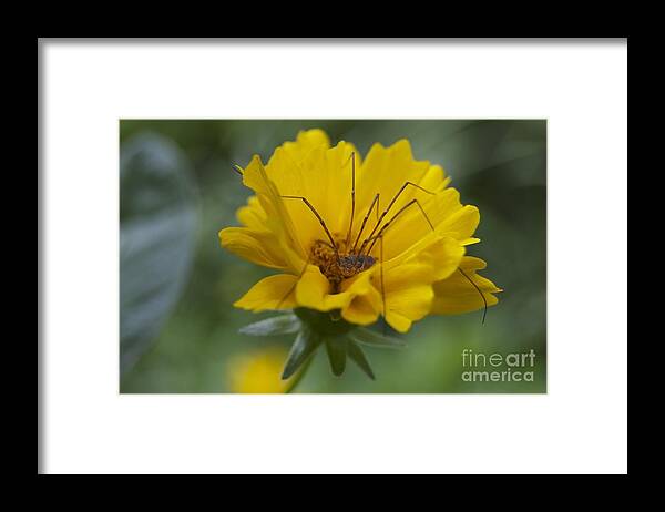Yellow Framed Print featuring the photograph Spider Hammock by Danielle Scott