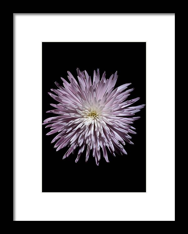 Flower Framed Print featuring the photograph Spiky Flower by Nathaniel Kolby